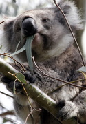 29th Jul 2015 - Koala diet