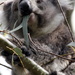 Koala diet by gilbertwood