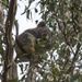treetop cradle by koalagardens