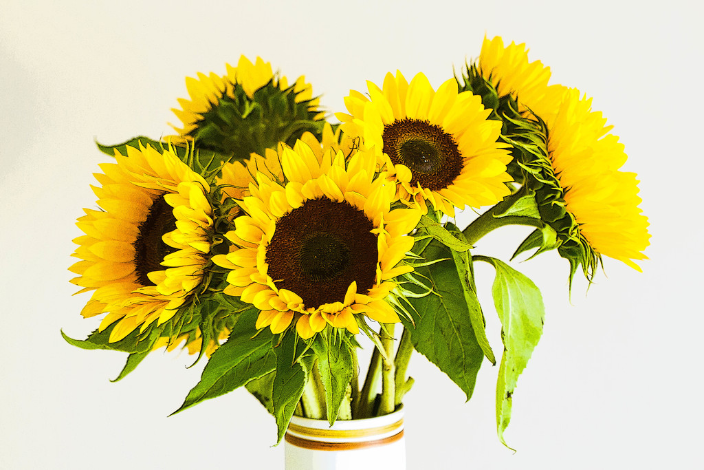 28th July 2015    - Sunflowers by pamknowler
