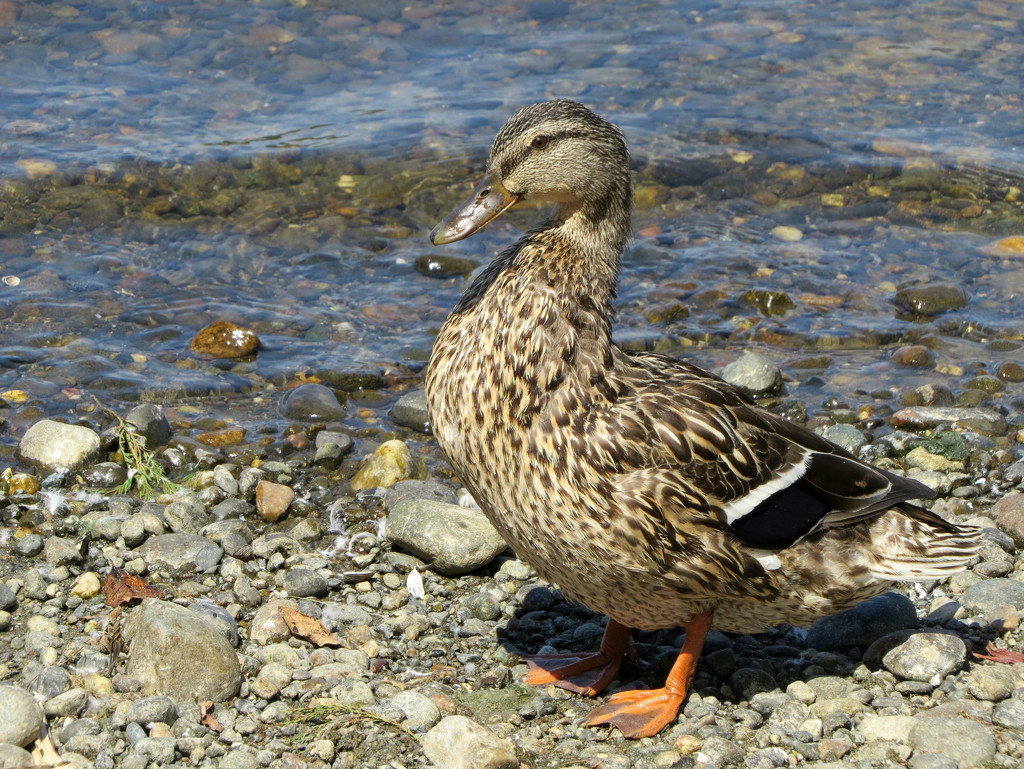  A Proud Duck by seattlite