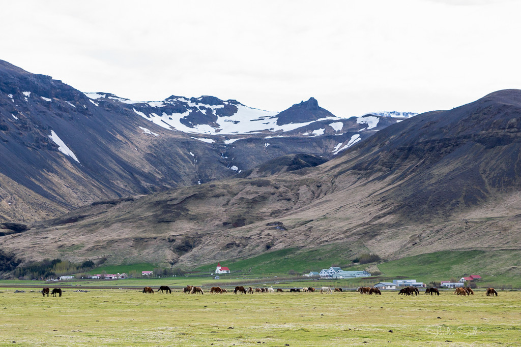 Icelandic Horses by bella_ss