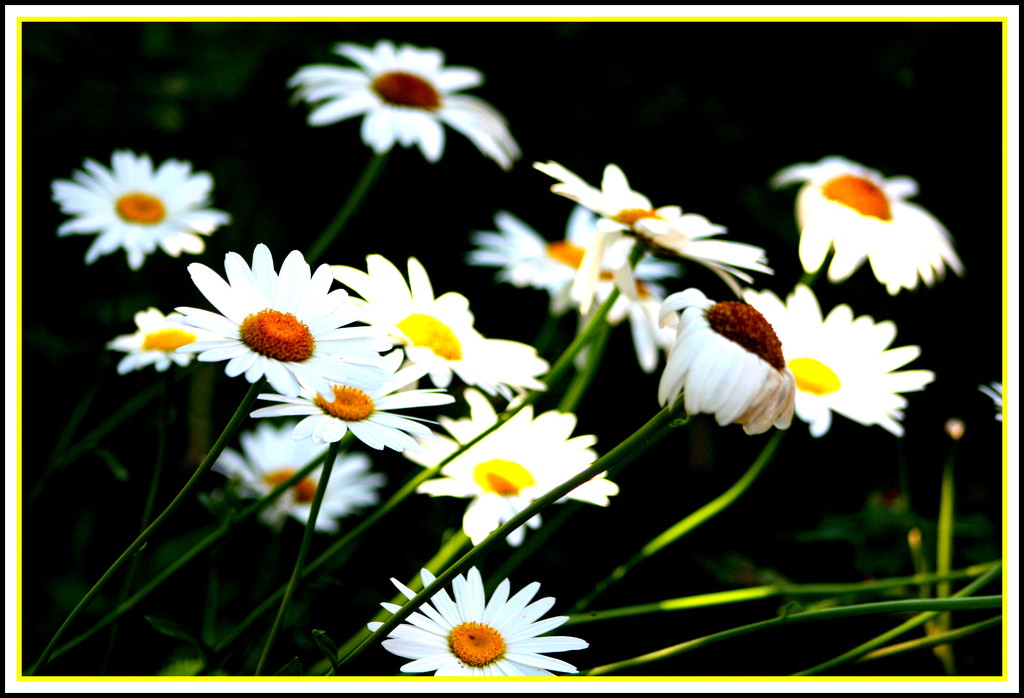 Summer flowers by bruni