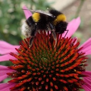 29th Jul 2015 - Bee