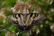 27th Jul 2015 - Butterfly at Mimosa