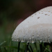 The mushroom across the street by randystreat