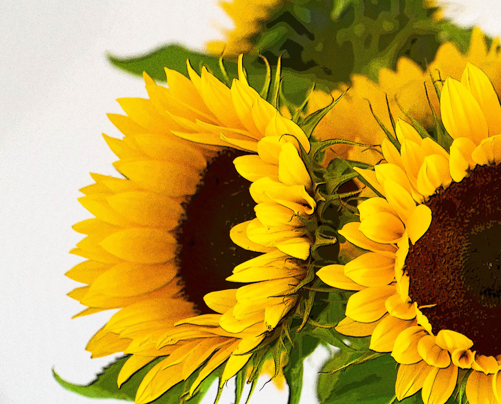 27th July 2015    - More sunflowers by pamknowler