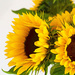27th July 2015    - More sunflowers by pamknowler