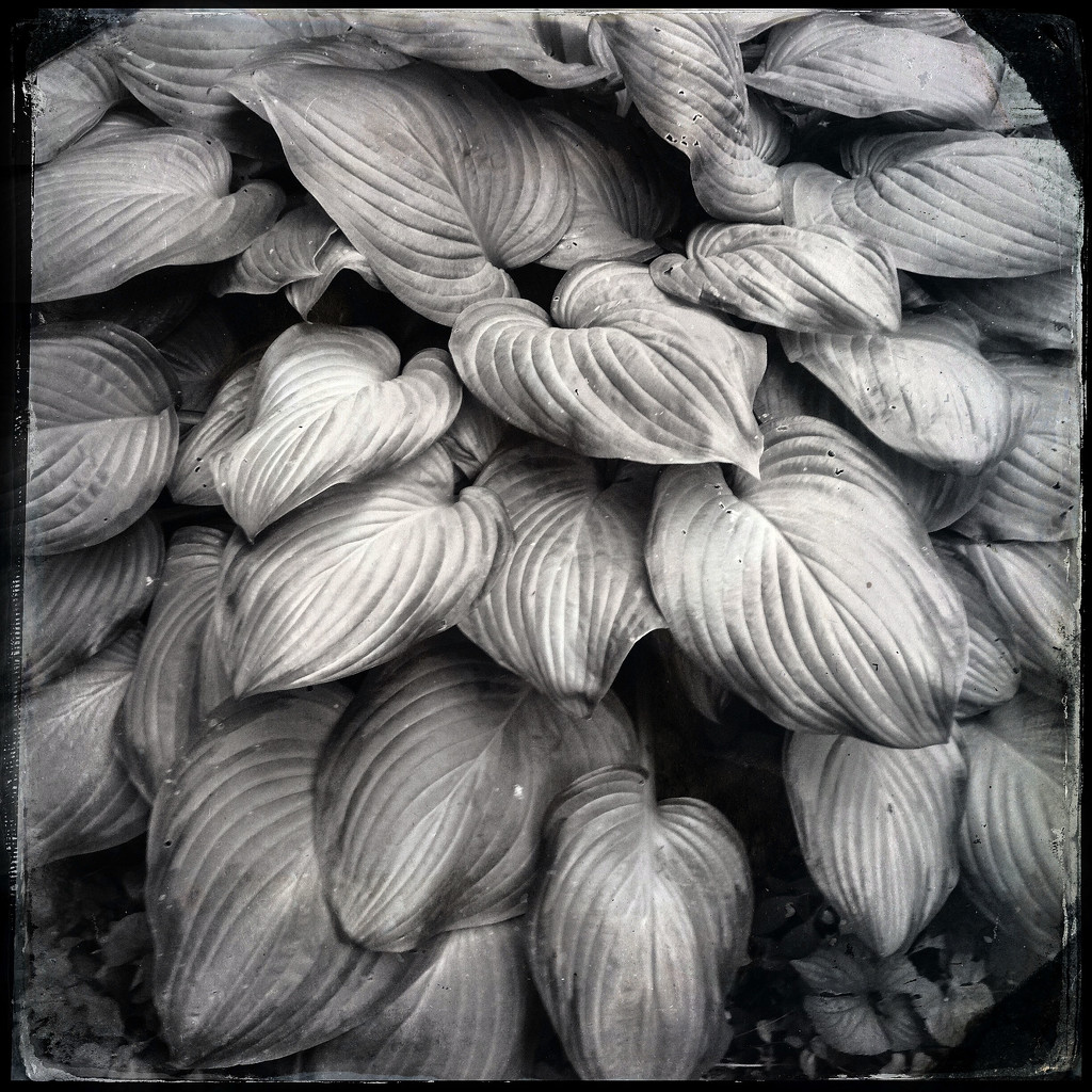 Abstract Leaves in Black and White by jeffjones