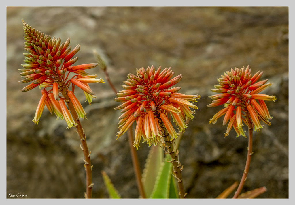Red Hot Poker by pcoulson