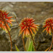 Red Hot Poker by pcoulson