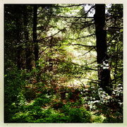 7th Jul 2015 - Forest at Cleary Lake