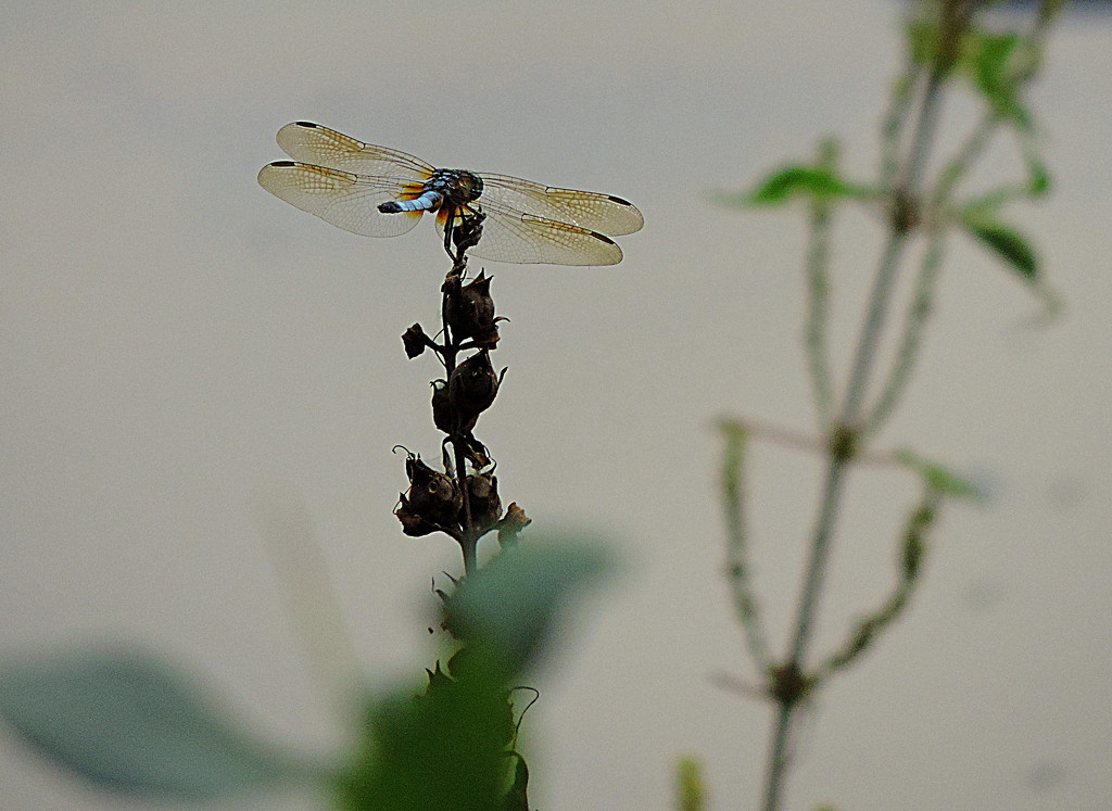 Dragonfly at the lake by homeschoolmom