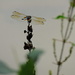Dragonfly at the lake by homeschoolmom