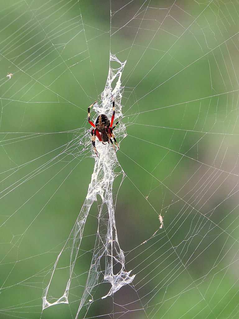 Spider on a web! by homeschoolmom