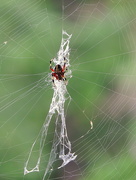 30th Jul 2015 - Spider on a web!