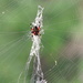 Spider on a web! by homeschoolmom