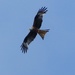 Another Red Kite by susiemc
