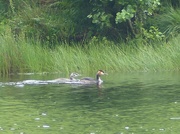 28th Jul 2015 - Great Crested Grebe and Juvenile