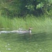 Great Crested Grebe and Juvenile by susiemc