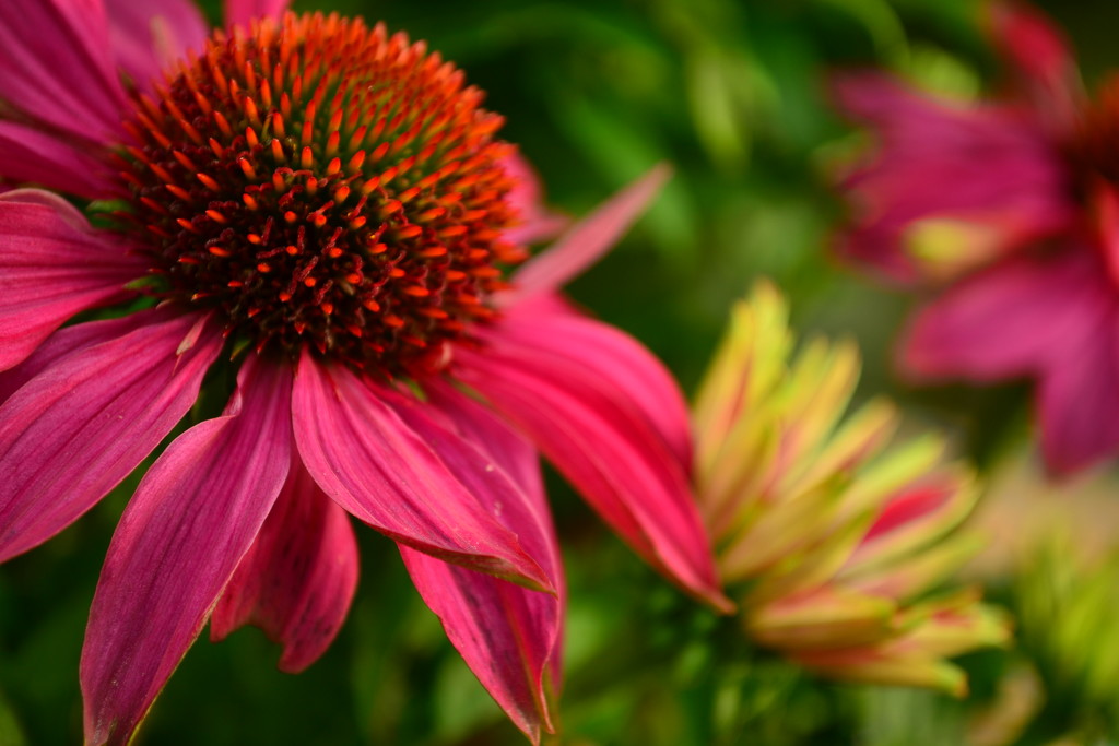 Echinacea in the evening light by ziggy77