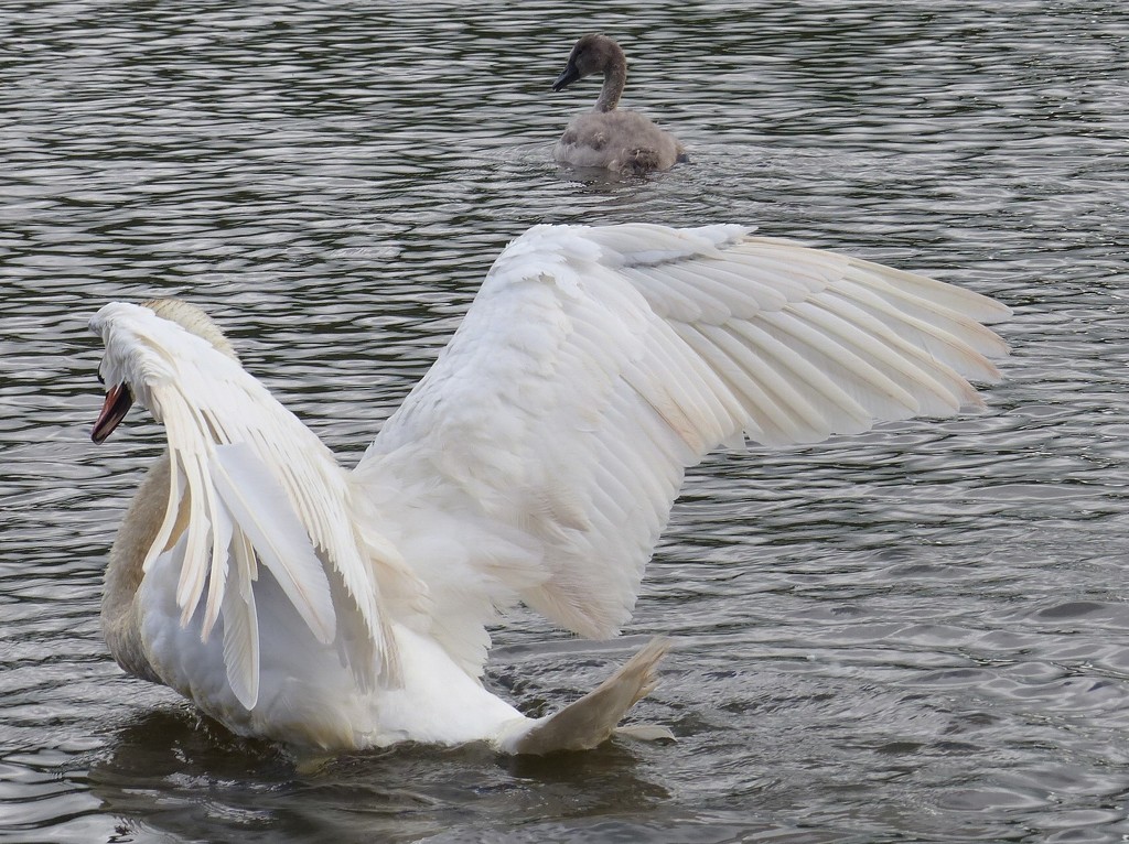 Swan in a Flap (and a Cygnet) by susiemc