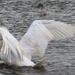 Swan in a Flap (and a Cygnet) by susiemc