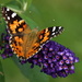 American Painted Lady Butterfly by fntngrma