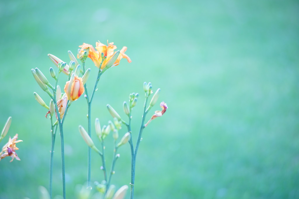 Day Lilies by tosee