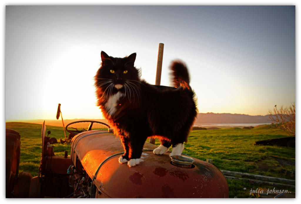 Tau.. the tractor driving Cat by julzmaioro
