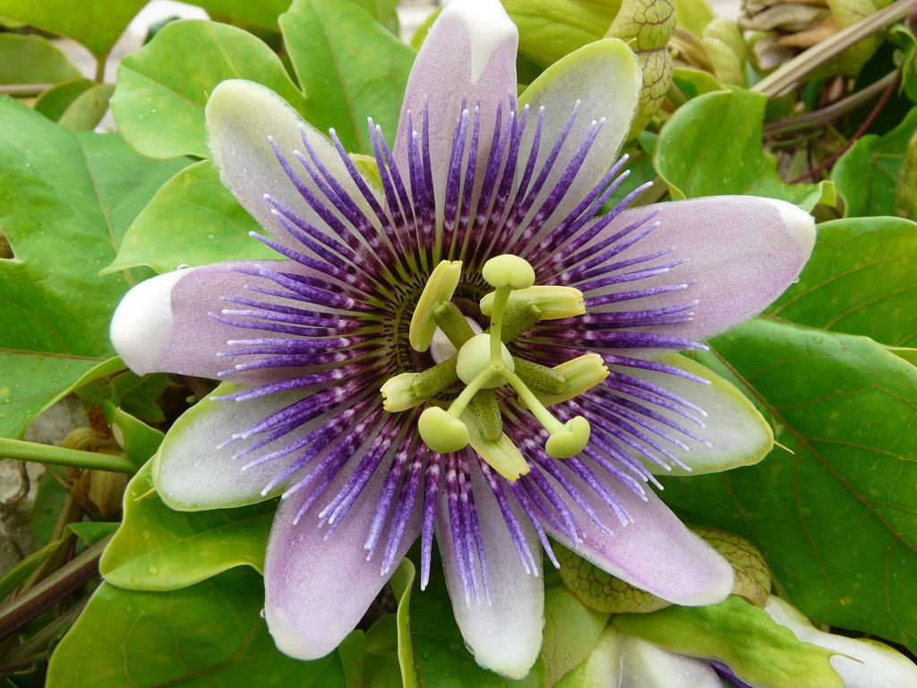 Passion Flower by kyfto