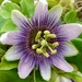 Passion Flower by kyfto