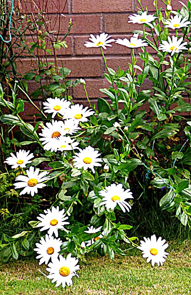 A shower of daisies by beryl