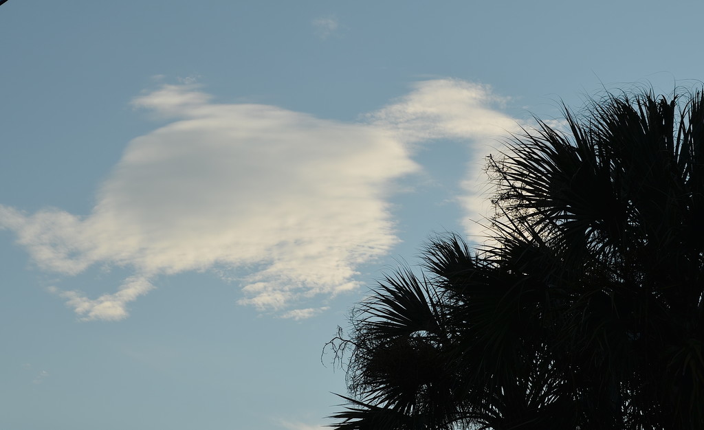 Duck cloud by congaree