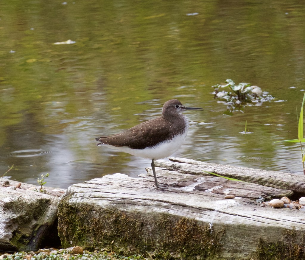 Young Green Sandpiper by padlock