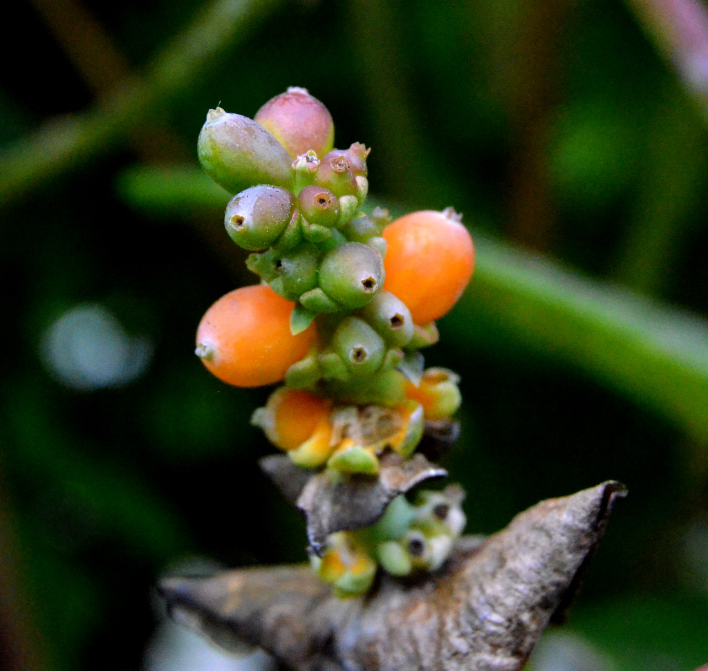 Honeysuckle Berries by arkensiel