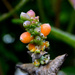 Honeysuckle Berries by arkensiel
