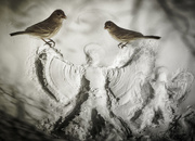 17th Feb 2015 - Snow Angel w Birds