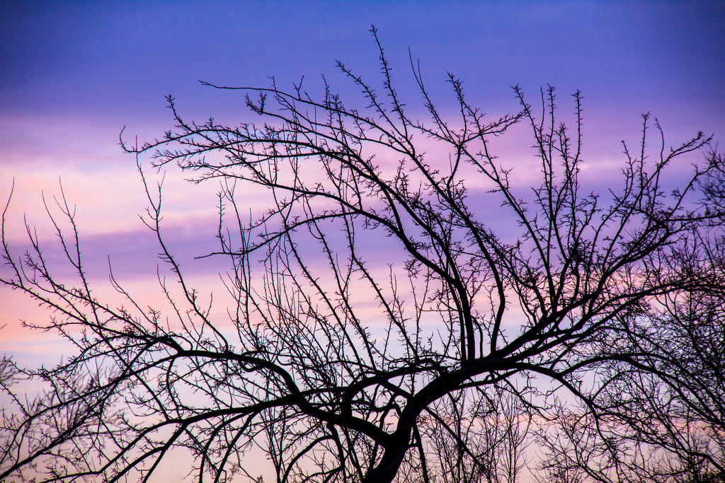 Tree Silhouette  by jbritt