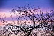 22nd Feb 2015 - Tree Silhouette 