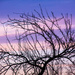 Tree Silhouette  by jbritt
