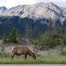 Jasper Elk by kwind