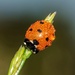 Early morning ladybird by barrowlane