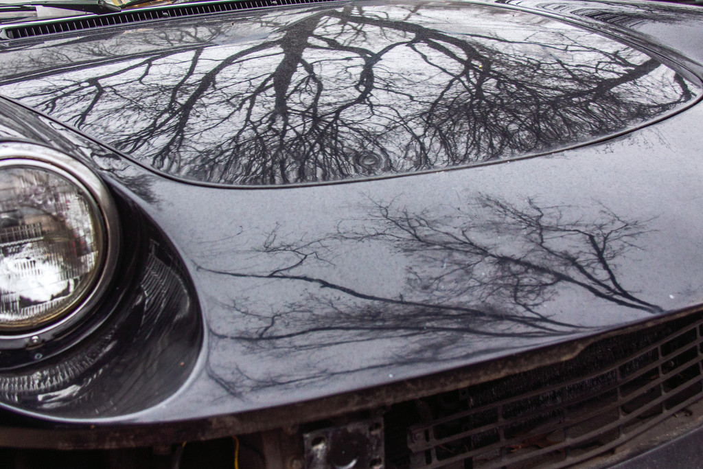 Trees Reflecting on car by jbritt