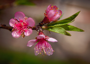 13th Apr 2015 - Cherry Blossoms Closeup