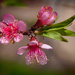 Cherry Blossoms Closeup by jbritt