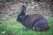 20th Apr 2015 - Rabbit