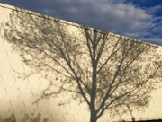 22nd Apr 2015 - Tree shadow on wall with clouds