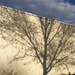 Tree shadow on wall with clouds by jbritt