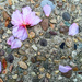Cherry Blossoms on Sidewalk by jbritt